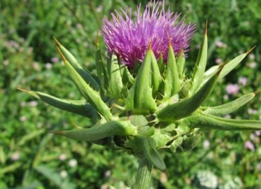 عشبة واحدة تغيّر حياتك: تطهير داخلي طبيعي بدون أدوية