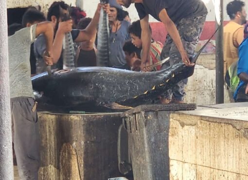 في صفقة نادرة: بيع حوت ضخم بأكثر من مليون ريال في سوق السمك