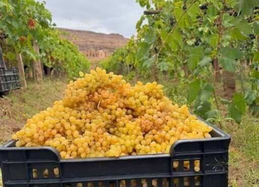 الأسواق تشهد انخفاضًا قياسيًا في سعر هذه الفاكهة لأول مرة