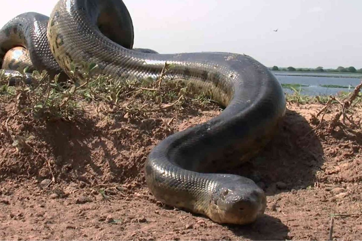 حادثة مرعبة: أناكوندا تبتلع رجلًا حيًا والمفاجأة تكشف بعد فوات الأوان