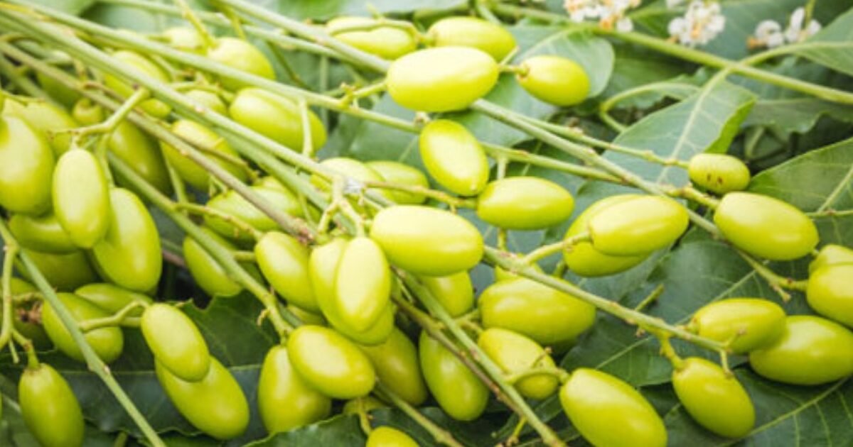 خبراء يكشفون عن عشبة خارقة تقضي على الألم وتعيد النشاط للجسم