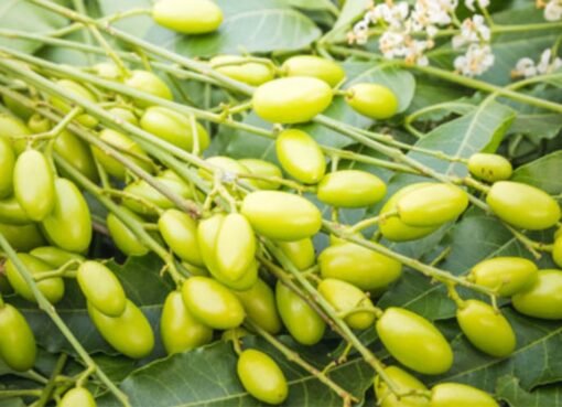 خبراء يكشفون عن عشبة خارقة تقضي على الألم وتعيد النشاط للجسم