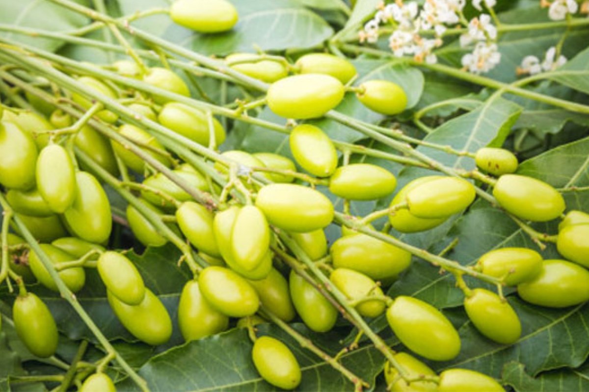 خبراء يكشفون عن عشبة خارقة تقضي على الألم وتعيد النشاط للجسم