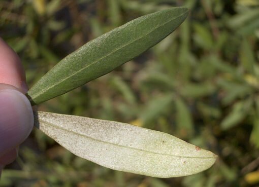 أوراق الزيتون تقضي على الانتفاخ خلال أيام… اكتشف السر!