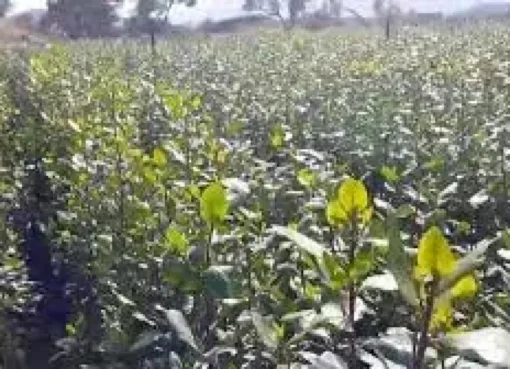 تل أبيب تبحث عن "ردع غير تقليدي": ضرب القات في اليمن كورقة ضغط