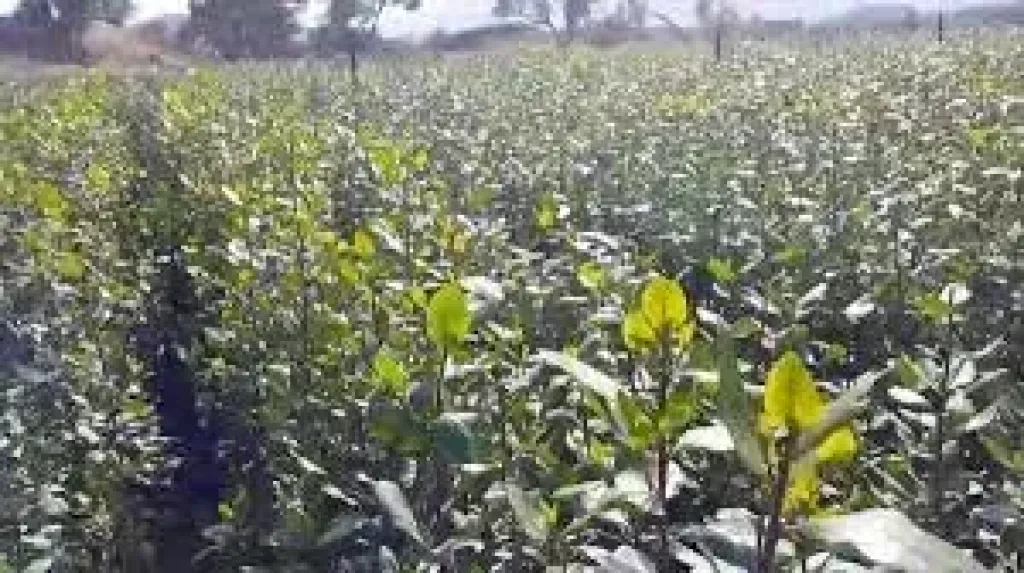 تل أبيب تبحث عن "ردع غير تقليدي": ضرب القات في اليمن كورقة ضغط